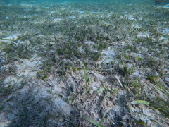 Halophila ovalis