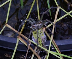 Dolomedes facetus