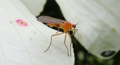 Empis lutea