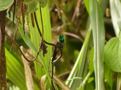 Urosticte benjamini