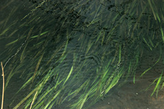 Vallisneria spiralis