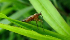 Empis trigramma
