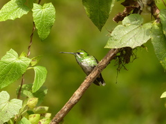 Urosticte benjamini
