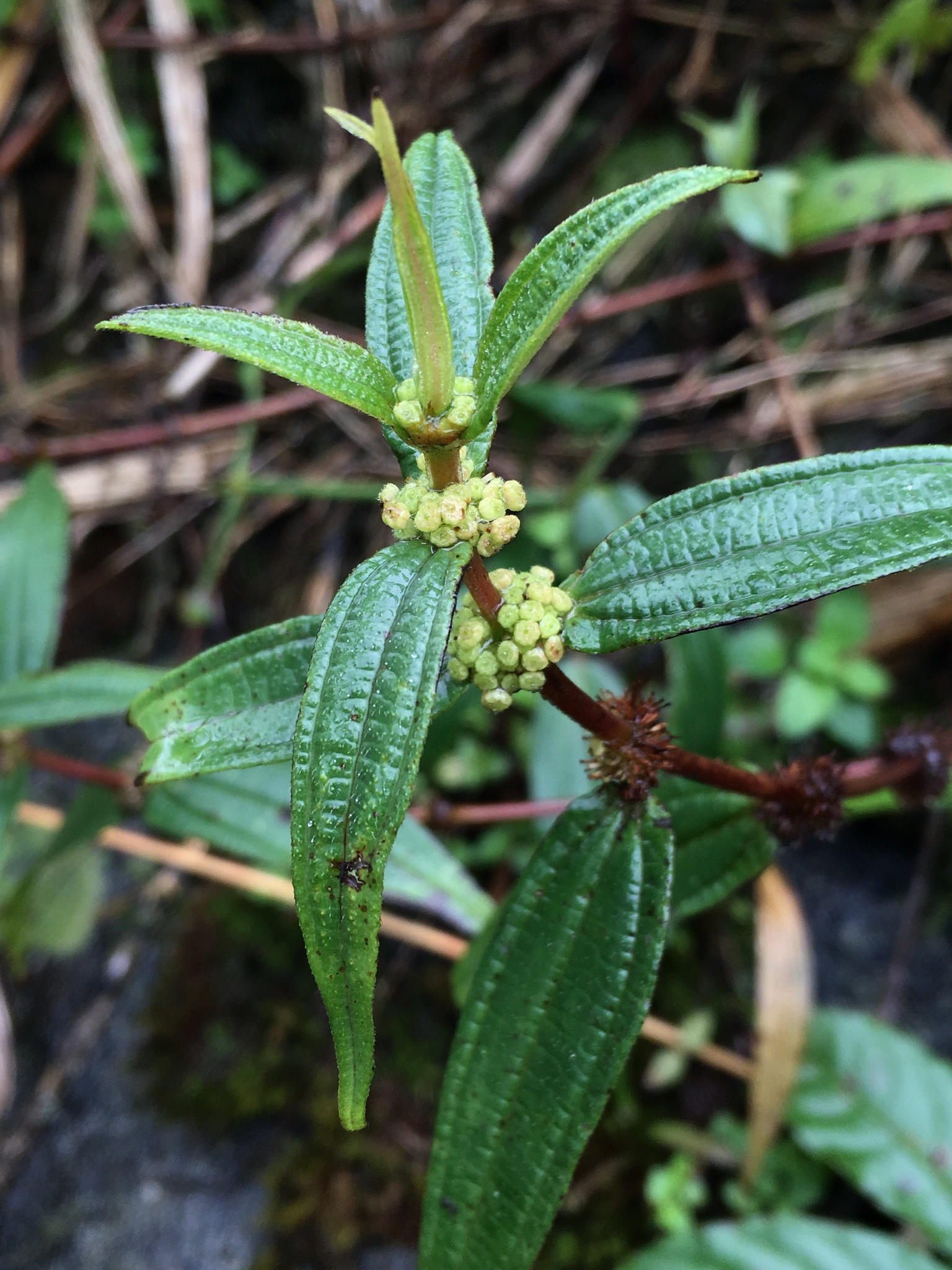 Gonostegia triandra (Gonostegia triandra)