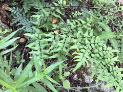 Cheilanthes viridis viridis