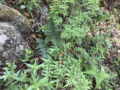 Cheilanthes viridis viridis