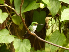 Urosticte benjamini