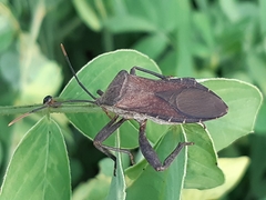 Anoplocnemis phasianus