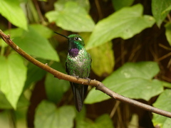 Urosticte benjamini