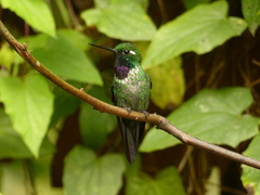 Urosticte benjamini