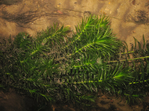 Elodea densa