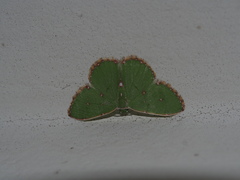 Argyrocosma inductaria