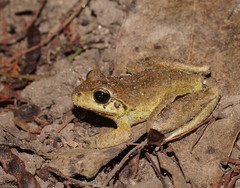 Ranoidea lesueuri