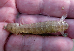 Hadrosquilla perpasta