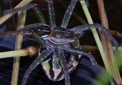 Dolomedes facetus