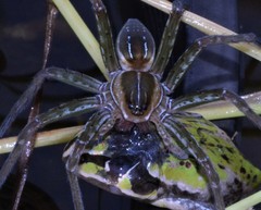 Dolomedes facetus