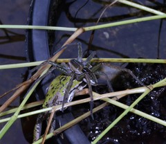 Dolomedes facetus