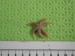 Stephanasterias albula