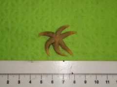 Stephanasterias albula