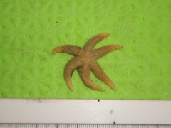 Stephanasterias albula