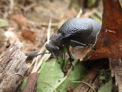 Meloe tuccius
