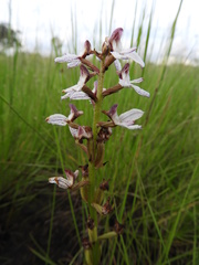Disa aperta