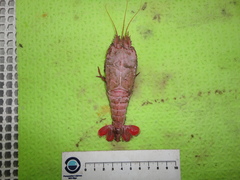 Stereomastis sculpta