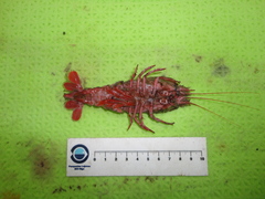 Stereomastis sculpta