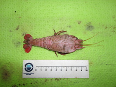 Stereomastis sculpta