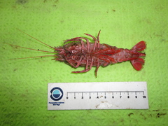 Stereomastis sculpta