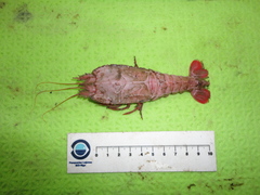 Stereomastis sculpta