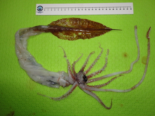 Representative image of Taonius pavo