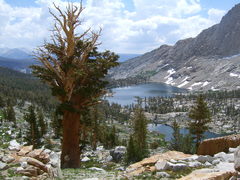Pinus balfouriana austrina
