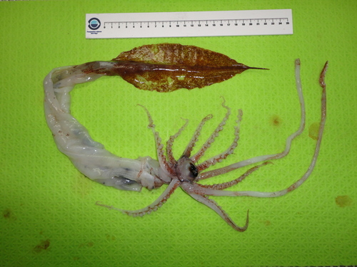 Representative image of Taonius