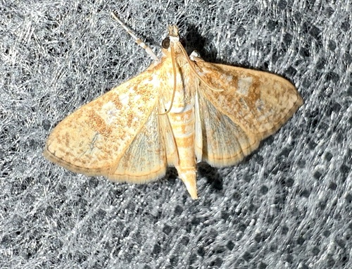 Freeman's Palpita Moth photo 4