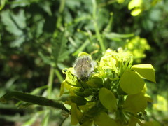 Tropinota squalida canariensis