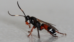 Ichneumon promissorius