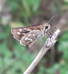 Taractrocera ardonia