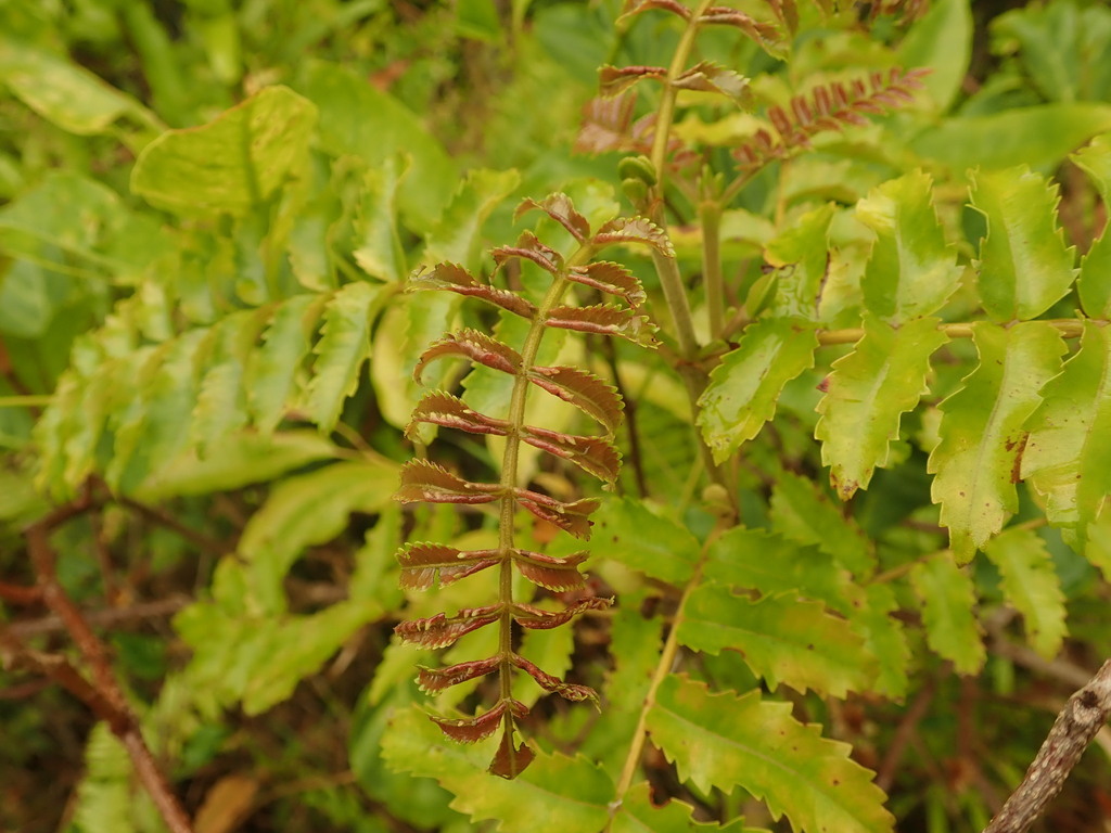 Cunonia austrocaledonica