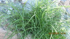 Malacothrix glabrata