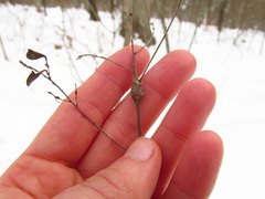 Neolasioptera desmodii