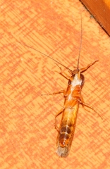 Perisphaerinae