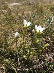 Gentianella muelleriana