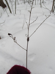 Neolasioptera desmodii