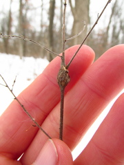 Neolasioptera desmodii