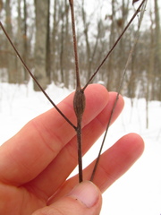 Neolasioptera desmodii