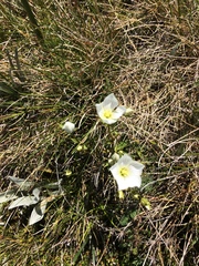 Gentianella muelleriana