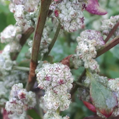 Chenopodium opulifolium