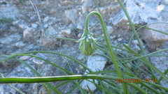 Malacothrix glabrata