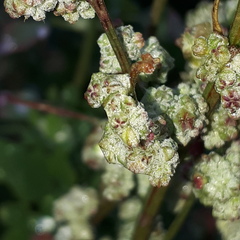 Chenopodium opulifolium